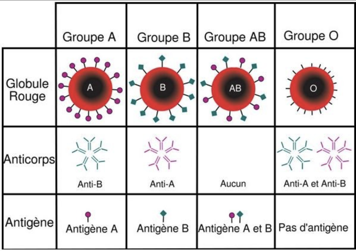 Les marqueurs des groupes sanguins principaux — Site des ressources d'ACCES  pour enseigner les Sciences de la Vie et de la Terre