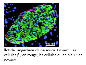 Capture Ilots De Langerhans Innover En SVT capture-ilots-de-langerhans-innover-en-svt