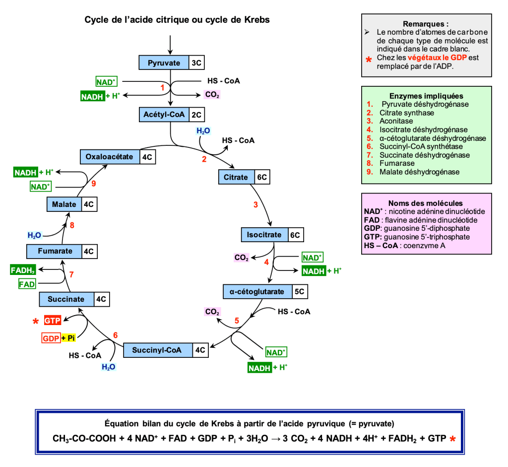 Chapitre 4/Origine de l’ATP nécessaire au fonctionnement cellulaire ...